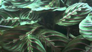 Prayer plant time lapse [upl. by Ynneb]