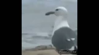 fulmar bird meme meme xd fulmar bird birds xdmeme memes [upl. by Garret]