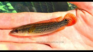 Expedition Fishes of the Misiones waterfalls with Heiko Bleher MAR 2018 [upl. by Hussein508]