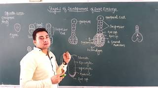 Development of Didcot Embryo in Angiosperms [upl. by Delamare]