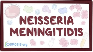 Neisseria meningitidis  an Osmosis Preview [upl. by Aretahs]