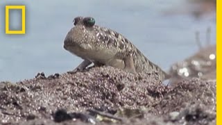 Fish That Walk  National Geographic [upl. by Fiske607]