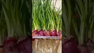 Grow All Year Round Spring Onions [upl. by Towny]