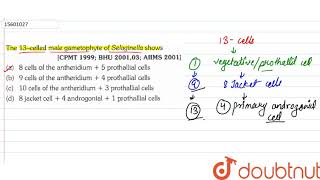 The 13celled male gametophyte of Selaginella shows [upl. by Ahsinawt]
