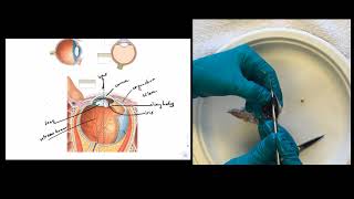 Eye Dissection Instructions [upl. by Qerat]