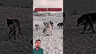 KANGAL VS WOLF 🐺 dog wolf gigachadtheme keşfet animals husky phonk motivation shorts [upl. by Enilra]