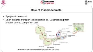 M29 Plasmodesmata [upl. by Cirderf]