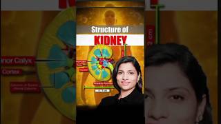 Structure of kidney neetbiology neet neetexam neetprepration neet2025 kidney [upl. by Ydeh248]