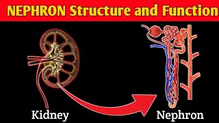 What is NEPHRON  STRUCTURE and FUNCTION of NEPHRON  Parts of NEPHRON [upl. by Ollehto]