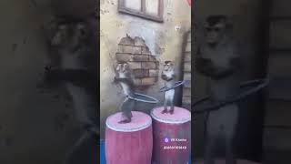 зарядкадома обезьянки Monkeys funny [upl. by Nalyd]