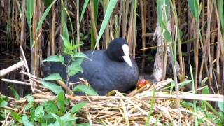 Natuurfilm Ameland [upl. by Anomis]