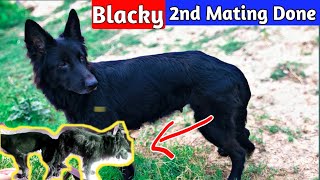 Blacky 2nd Mating German shepherd female mating dogs mating process germanshepherd [upl. by Navetse]