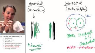 Bone  Cartilage 6 Growth [upl. by Suirtimed]