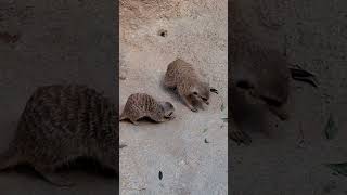 Familia de Suricatos del Bioparc Valencia shorts zoo [upl. by Eidod]