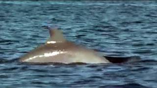 Dolphin Bay in Bocas del Toro Panama [upl. by Eleira]