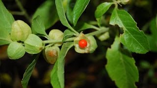 Ashwagandha or Withania somnifera  Medicinal Plant [upl. by Solorac]