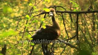 A lesser whistling duck enjoying solitude in Keoladeo National Park Bharatpur [upl. by Erica]