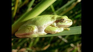 Middle East tree frog  Hyla savignyi  Δεντρόβιος Βάτραχος  Cyprus [upl. by Yffat32]