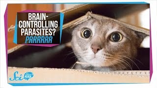 Toxoplasmosis How Parasites in Your Cat Can Infect Your Brain [upl. by Truscott]