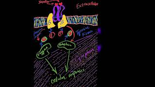 Enzymes Regulated by Insulin Through Covalent Modification Metabolism Made Easy [upl. by Eelir]