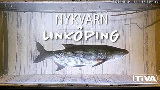 Fiskvandring live i Linköping [upl. by Ahsrats]