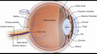 Eye anatomy [upl. by Kery]