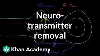 Neurotransmitter removal  Nervous system physiology  NCLEXRN  Khan Academy [upl. by Aranahs]