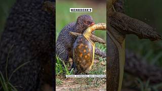 The Fearless Mongoose Nature’s Ultimate Snake Hunter wildlife nature mongoose [upl. by Levine]