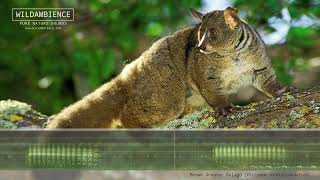 Bushbaby Sounds  The calls of a Thicktailed Bush Baby at night in the African bush [upl. by Amato897]