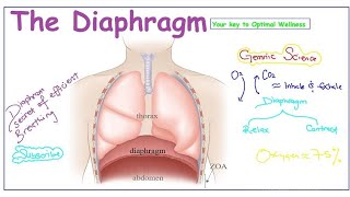 DIAPHRAGM ANATOMY [upl. by Leone398]