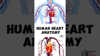 Human Heart Anatomy medical animation 3d short Biology with Aliya [upl. by Ruffo]