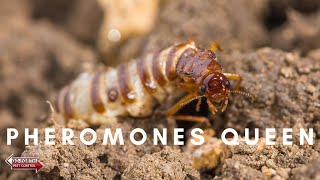 How Termite Queens Control Their Colonies  Pest Control [upl. by Laertnom]