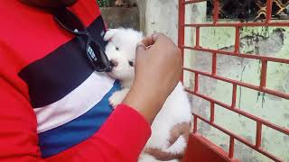 আজকে যাচ্ছি Spitz Puppy আনতে ❤️  Part 1 spitzdog pets ornofpets [upl. by Apeed]