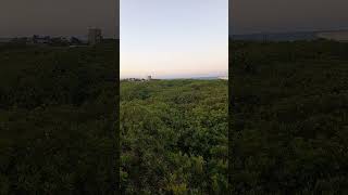 Maior cajueiro do mundo Localizado na praia de Pirangi em Natal  RN [upl. by Britte]