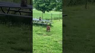 Chesapeake Bay Retriever training [upl. by Broek180]