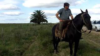 Criollo horses on an Uruguayan ranchestancia [upl. by Vinnie]