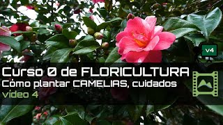 Cómo plantar camelias para formar seto floral Curso básico de FLORICULTURA 2020 Capítulo 4  LdN [upl. by Ravel]