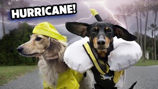 HURRICANE DOGS  Wiener Dogs Prepare for a Storm [upl. by Gonroff]