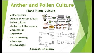 Anther and Pollen culture in Plant Tissue Culture Application Techniques Hindi Urdu Botany [upl. by Zane]