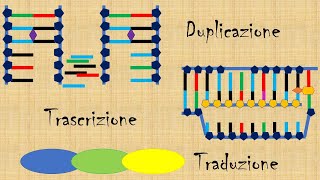 Mini lezione struttura e funzioni del DNA [upl. by Ihpen]