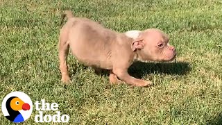 Boyfriend Surprises Girl With A Rambunctious Foster Puppy  The Dodo [upl. by Akinehc597]