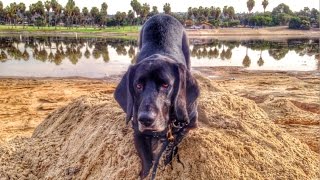 Basset Hound Nose Work Training [upl. by Theta]