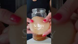 SCOBY PARA KOMBUCHA  vem aprender a fazer ele do zero ✨ [upl. by Attenyt]