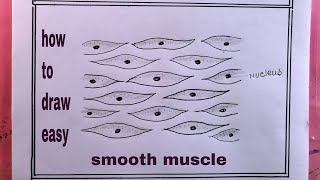 how to draw smooth muscle diagramstriated muscle diagram drawing [upl. by Peria]