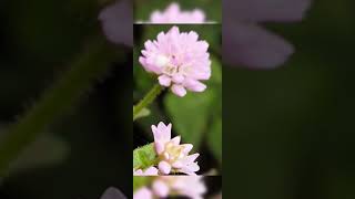 Very Small polygonum thunbengii flowers [upl. by Alenoel]