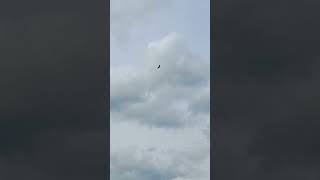 Red kite flying over Bank House farm campsite [upl. by Norel]