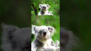 The Amazing World of Koalas  Koala Kid  Blinky Bill  We Bare Bears  Nom Nom  Urdu Documentary [upl. by Garibald]