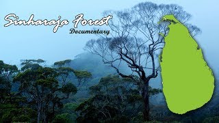 Sinharaja Forest Documentary [upl. by Allimac]