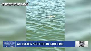 WOW Video Alligator Reportedly Spotted in Lake Erie [upl. by Kcirrek]