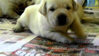 Fat Labrador Puppies [upl. by Noy]